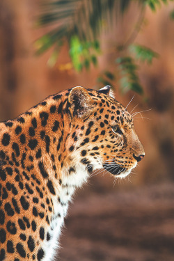 ikwt:Leopard in deep thought (julian john) | ikwt