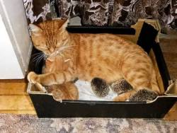 blackmorgan:  Mama ginger kitty adopts four orphaned baby hedgehogs