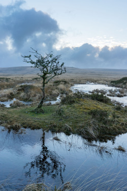 stephenearp: Loner 