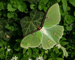 goddess-river:  wapiti3:  The Ephemeral Luna Moth on Flickr.