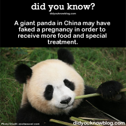 did-you-kno:  A giant panda in China may have faked a pregnancy