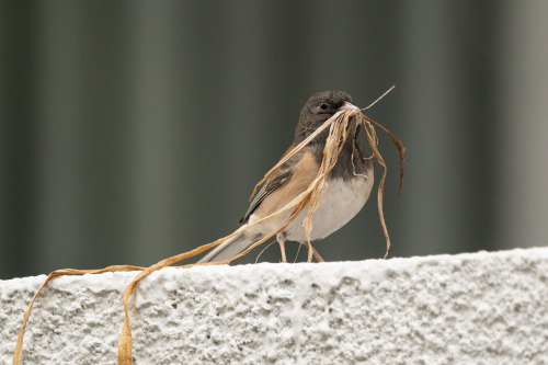 todaysbird:  today’s bird is a dark-eyed junco (junco hyemalis)