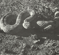 vintagecowboy: The Western rattlesnake commands a certain respect.