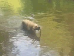 awwww-cute:  Dog got skills (Source: http://ift.tt/1POxPKy) 