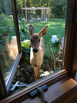 sheswanderlost:  window tapper 