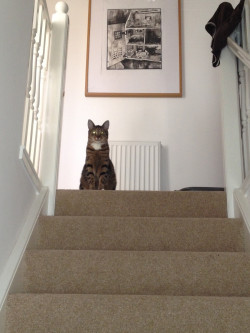 Cats Amazing