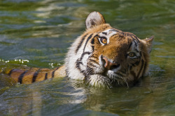 magicalnaturetour:  Swimming and playing tigers all by Tambako
