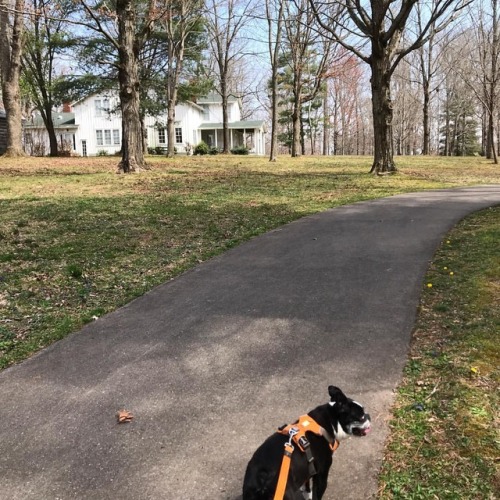 <p>Happy #tongueouttuesday from #sirwinstoncup! It’s a perfectly beautiful spring day and it seemed like a great time for a walk in the park. #bostonterrier #bostonterriercult #squishyfacecrew  (at Ridgetop Station Walking Park)</p>