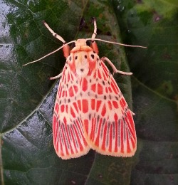 libutron:  Footman Moth Barsine orientalis (Arctiidae), commonly