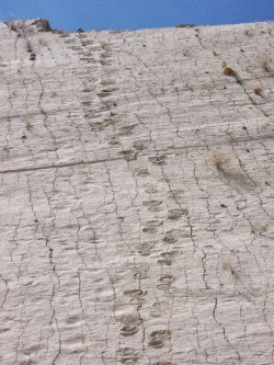 odditiesoflife:  The Remarkable Dinosaur Footprint Wall Located