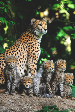 itstheluxurylife:  Cheetah Pack // Source 