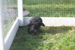 irmelinis:  Playful! Holland lop, black and rex coated