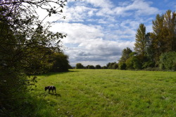 Morning walks with the dog and camera.