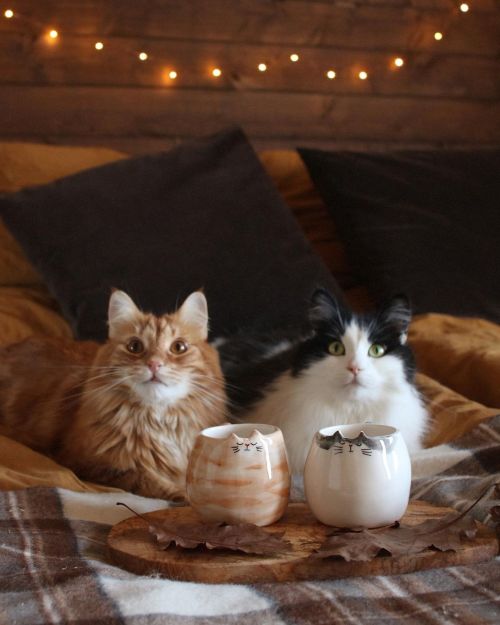 witchyautumns:   ❤️  swaglen ❤️  