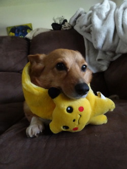 pokescans:  My corgi, Honey, with a Pikachu scarf on. 