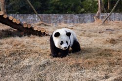 giantpandaphotos:  Hanhan explores his enclosure at Dujiangyan