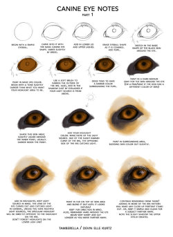 drawingden:  Canine Eye Notes pt 1 by TamberElla  