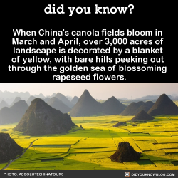 did-you-know:  When China’s canola fields bloom in March and