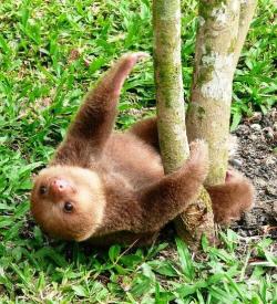 awwww-cute:  The cutest sloth I’ve seen so far (Source: http://ift.tt/1F9P36L)