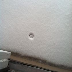 caturday:  The littlest nope ever 