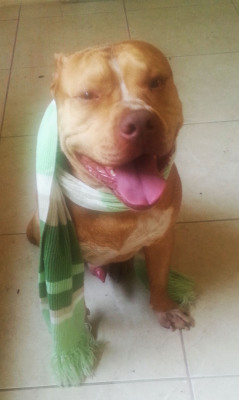 electricslut:  Apollo got a new scarf today!   Bb ❤️❤️