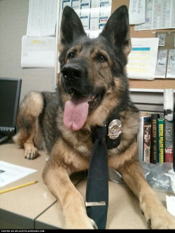 aplacetolovedogs:  The Escondido Police Department would like