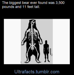 ultrafacts:  A prehistoric South American giant short-faced bear