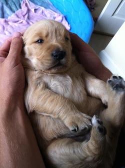 awwww-cute:  2 week old golden waking up from a nap in my arms!