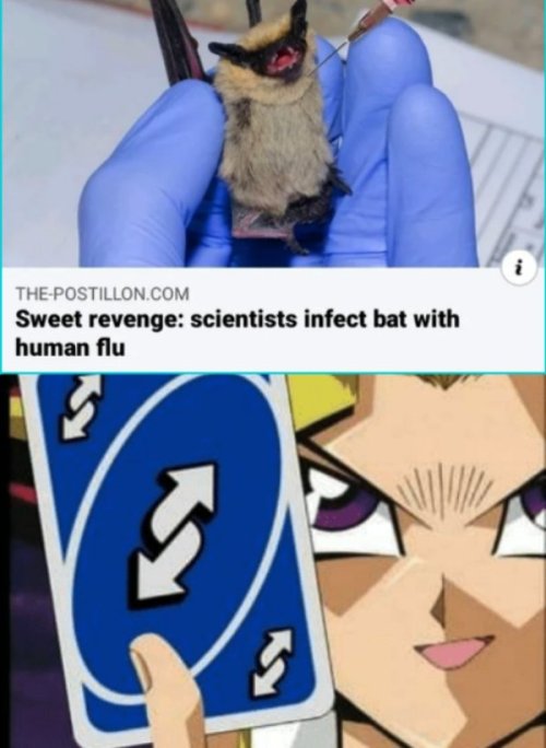 welele:  Dulce venganza: científicos infectan murciélagos con