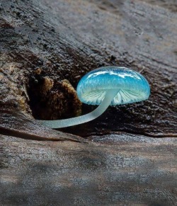 blunt-science:    The Blue Mycean Mushroom, or, by its more mystical