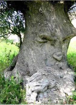 shamanashes:  Ancient olive tree ( Ginosa - Italy ) 