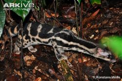 deermary:  The Banded Linsang (Prionodon linsang), or “tiger-civet”,