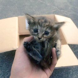 awesome-picz:    Rescue Kitten Adopted By 5 Ferrets Thinks It’s