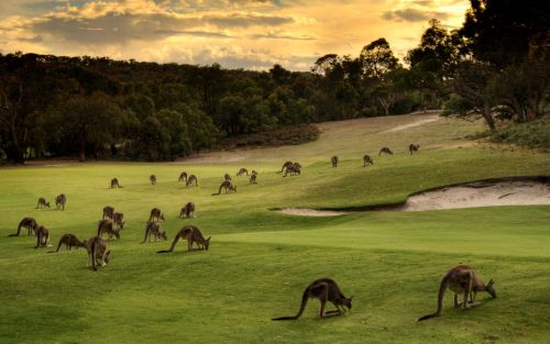 Natural hazard (the Anglesea Golf Club, south of Melbourne, Australia, has a resident Eastern Grey kangaroo population … their evening rounds are called Roo Twilights)