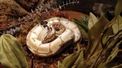 drferox: This is Giorno Giovanna, my new ball python. He’s