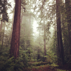 bearded-musicians:  just-breezy: Redwoods / Takenbytrees 