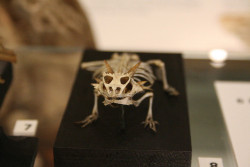 skullandbone:  Horned Lizard Skeleton by The Roaming Radiographer