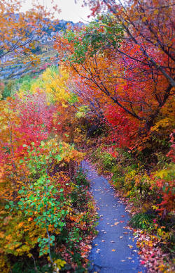 silvaris:  Autumn Walk In Mt Timpanogos Utah by Edward Pollick