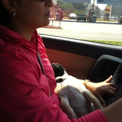 Mom’s driving ,pug’s sleeping