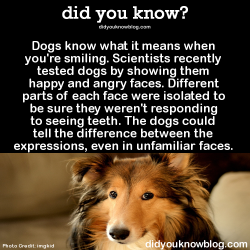 did-you-kno:  Dogs know what it means when you’re smiling.