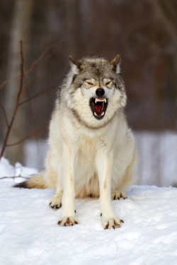 magicalnaturetour:  (via 500px / Timber Wolf by Jim Cumming)