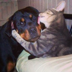 He looks so sad! #cat #dog #pets #friends #interspeciesfriendships