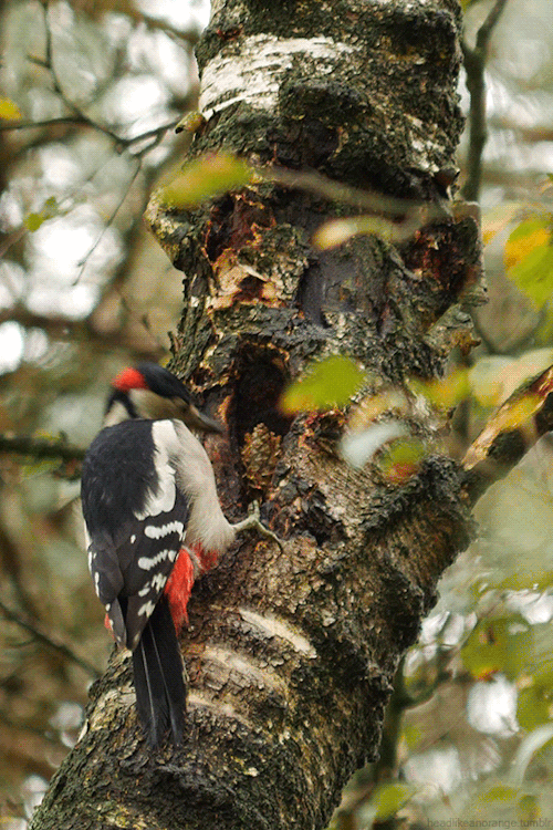legendary-scholar:  Great Spotted Woodpecker.