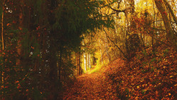 diannaravenwood:Autumnal tree tunnel <3