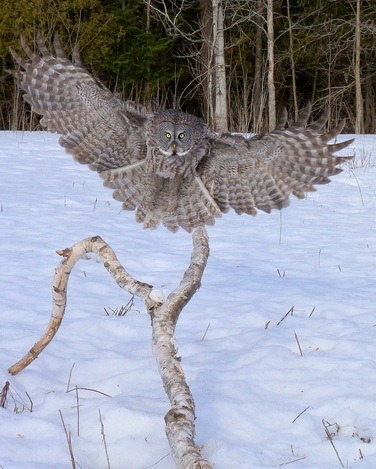 Coming in for a landing (Great Gray Owl)