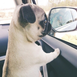 awwww-cute:  This really cute pup is captivated by something