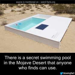 mindblowingfactz:    There is a secret swimming pool in the Mojave