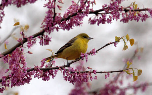 briargeese:  Goldfinch in the redbuds.