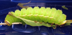 coolbugs:  Bug of the DayThis is my last remaining Luna moth