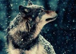 wolf ! en We Heart It. https://weheartit.com/entry/77067872/via/norma_welen